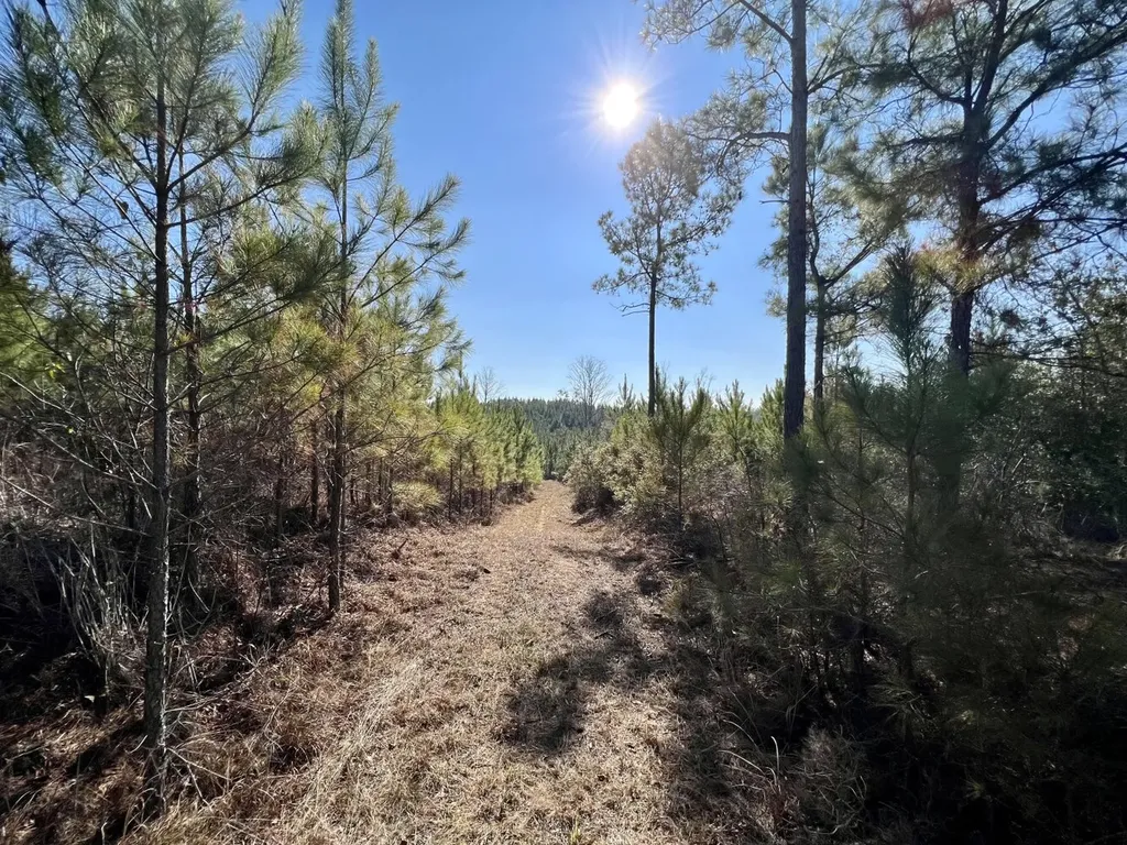 0 County Road 63 Valley Grande AL 36701