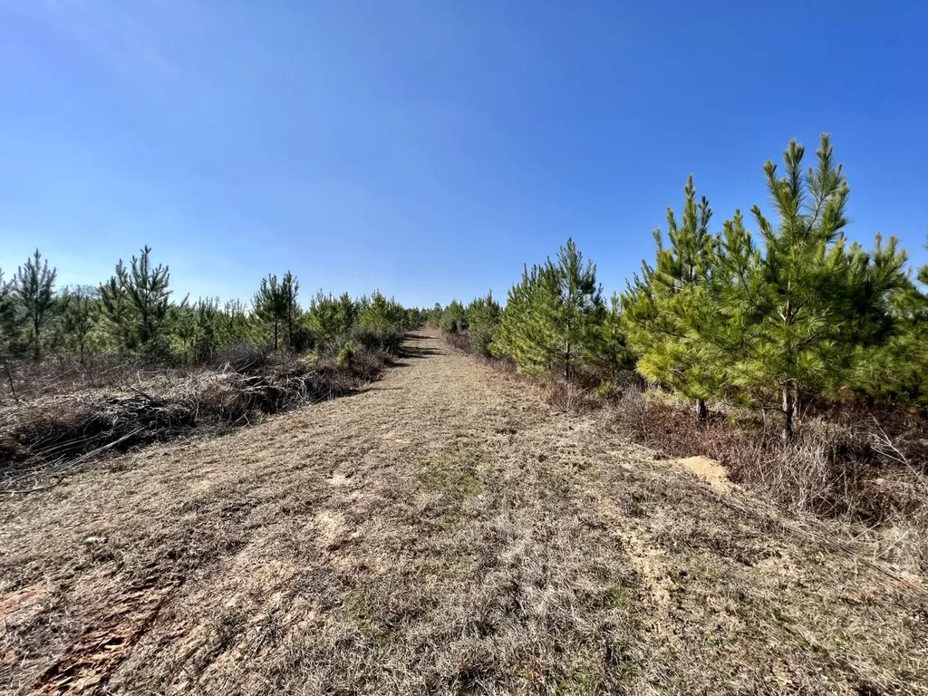 0 County Road 63 Valley Grande AL 36701