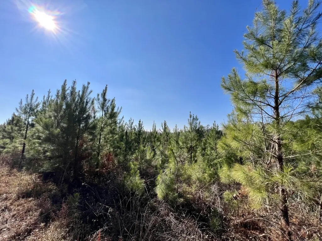 0 County Road 63 Valley Grande AL 36701