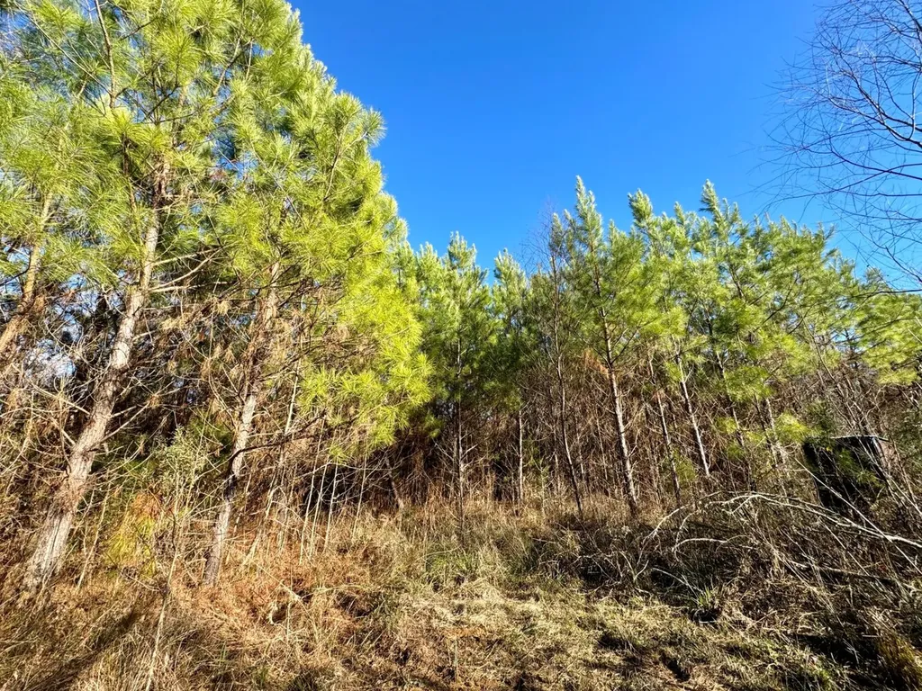 0 County Road 6 Marion Junction AL 36701