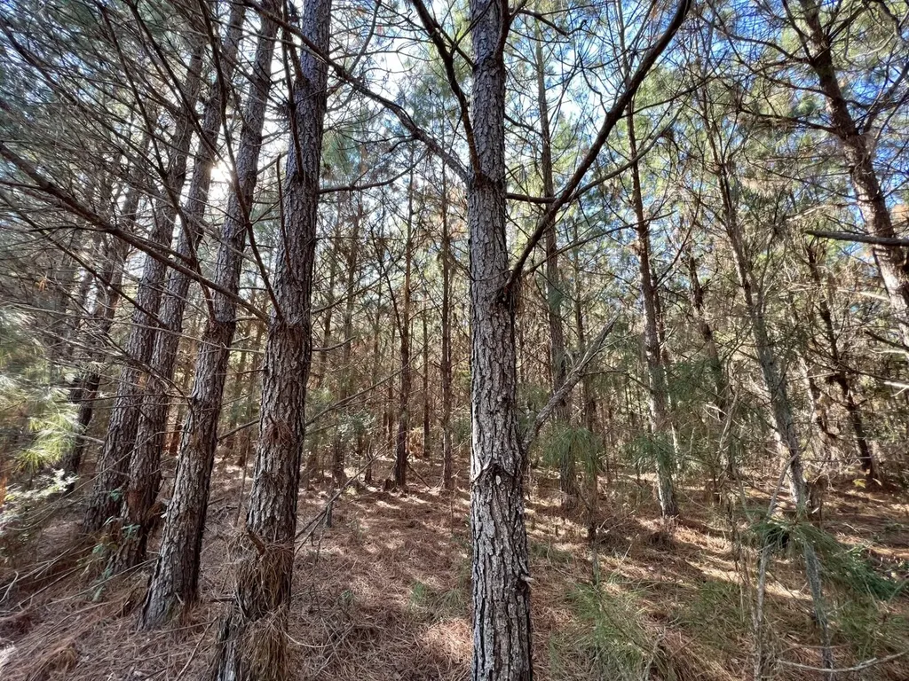 0 County Road 80 Tyler AL 36785