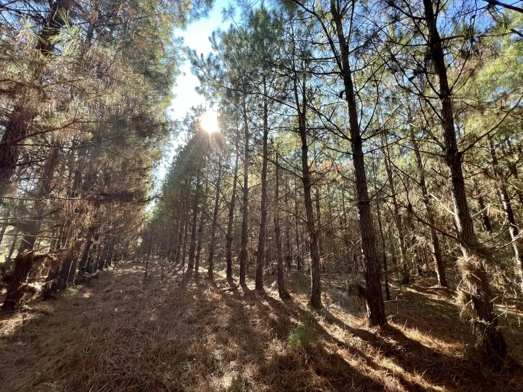 0 County Road 80 Tyler AL 36785