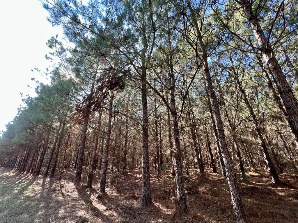 0 County Road 80 Tyler AL 36785