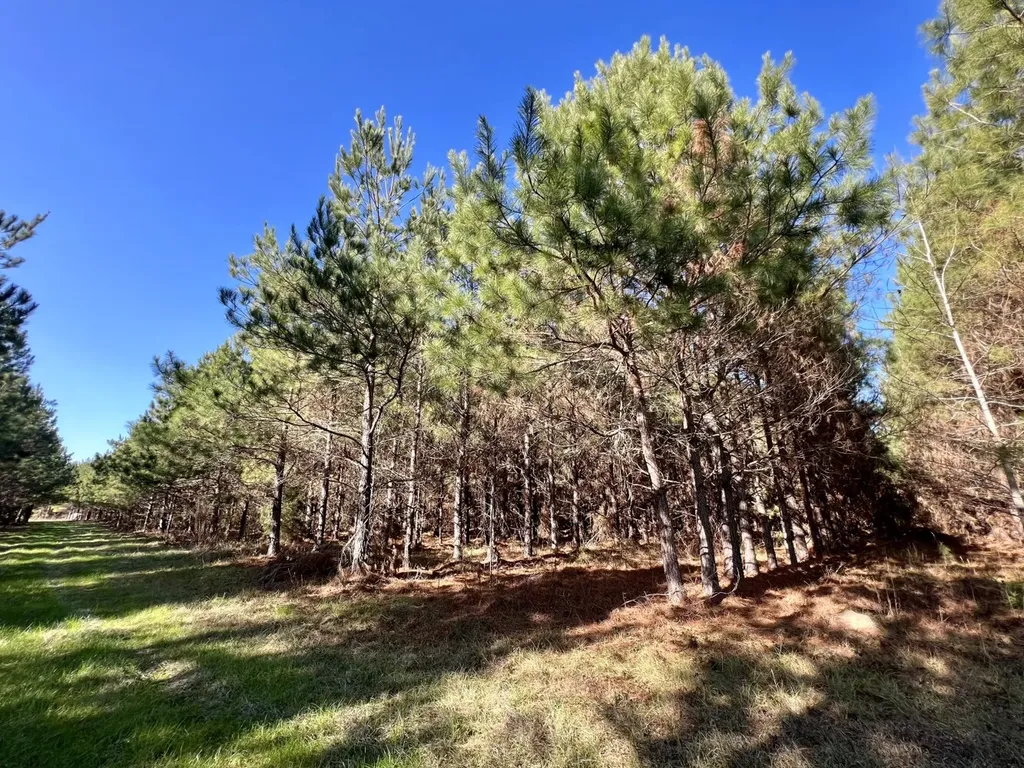 0 County Road 80 Tyler AL 36785