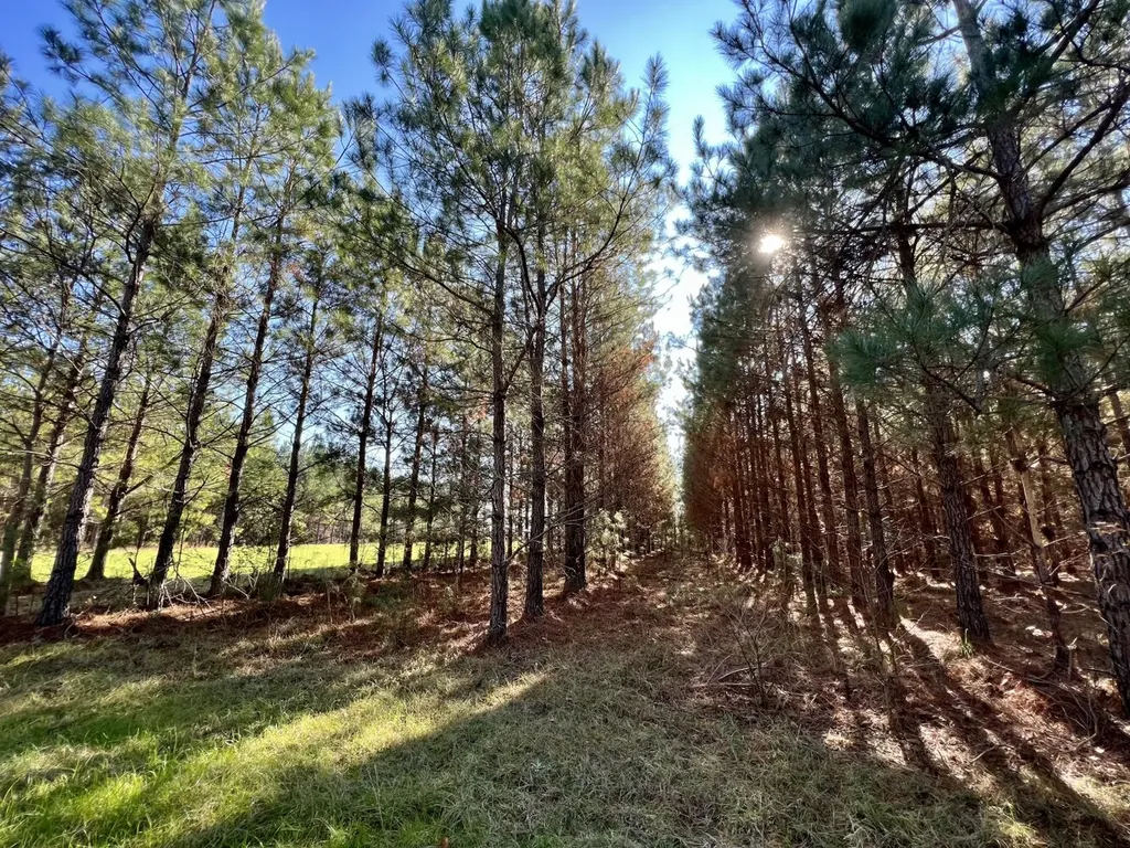 0 County Road 80 Tyler AL 36785