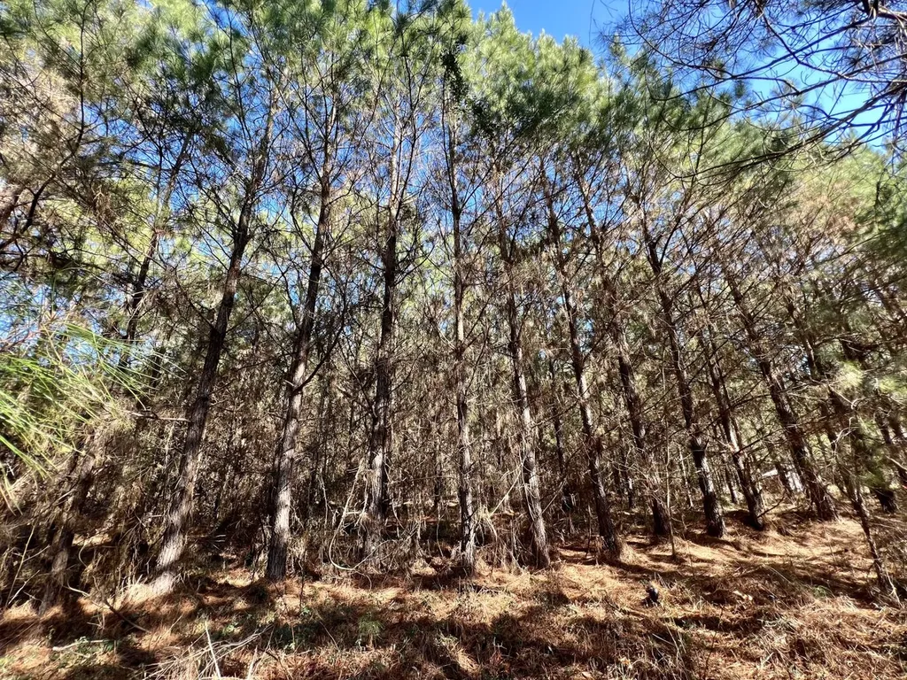 0 County Road 80 Tyler AL 36785