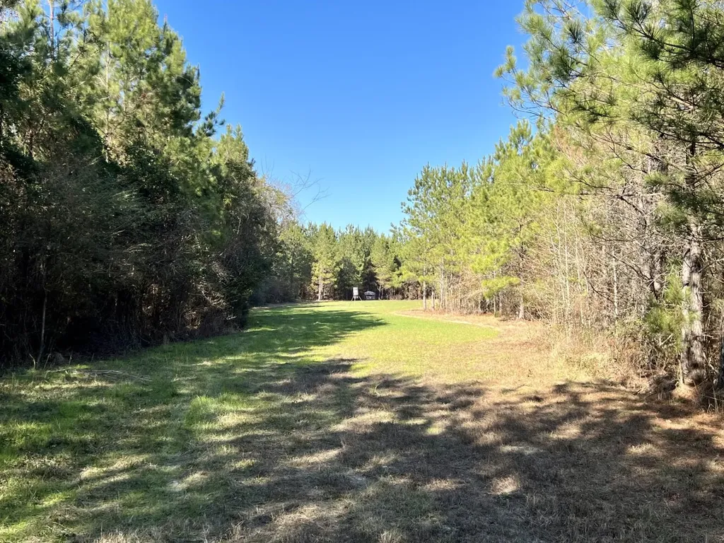 0 County Road 80 Tyler AL 36785