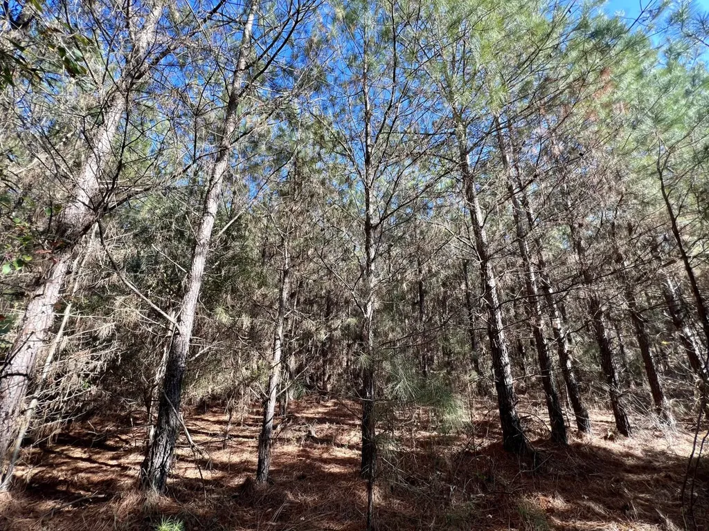 0 County Road 80 Tyler AL 36785