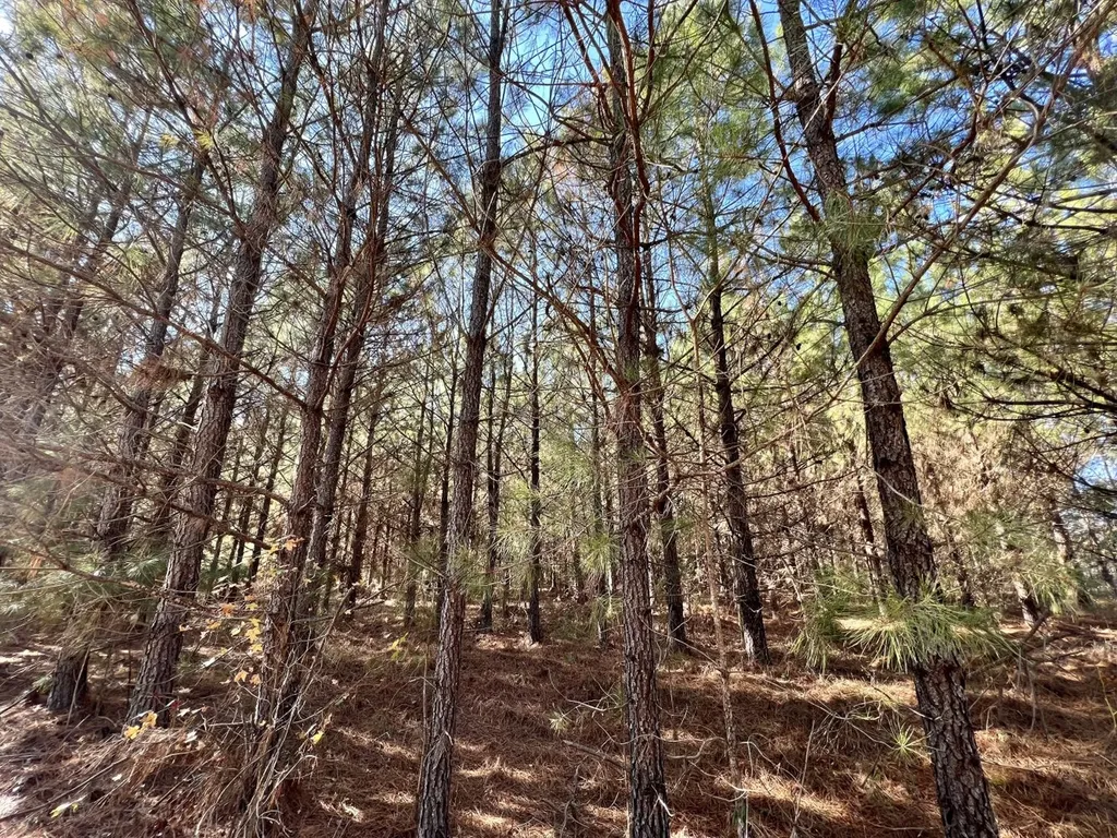 0 County Road 80 Tyler AL 36785