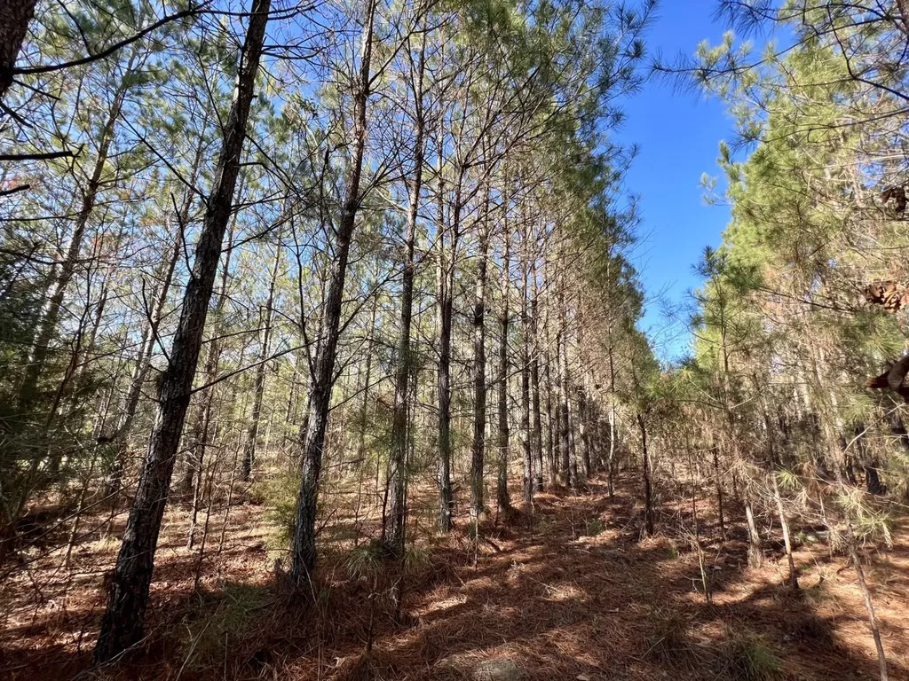 0 County Road 80 Tyler AL 36785