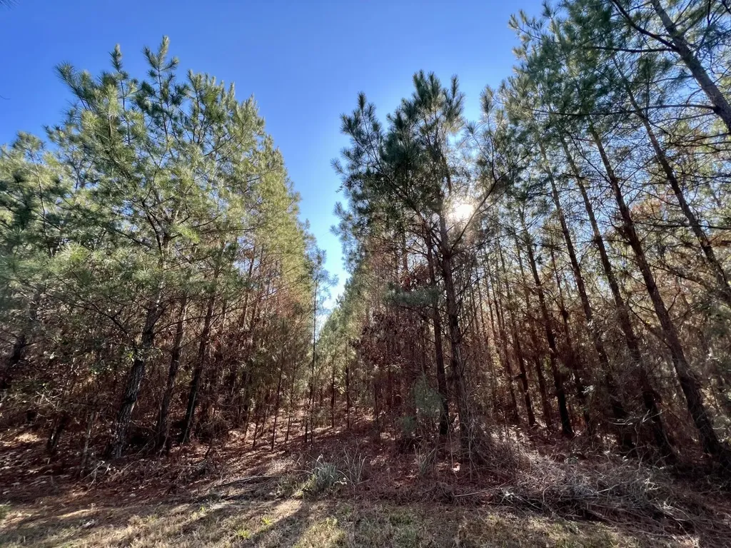 0 County Road 80 Tyler AL 36785