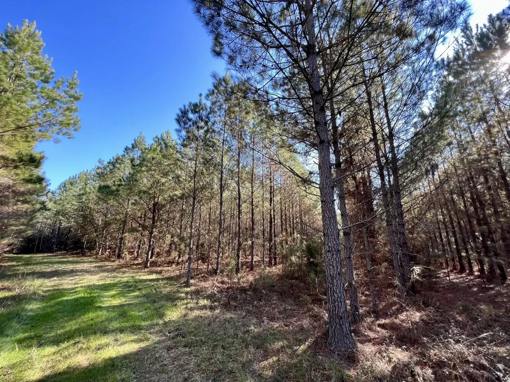 0 County Road 80 Tyler AL 36785