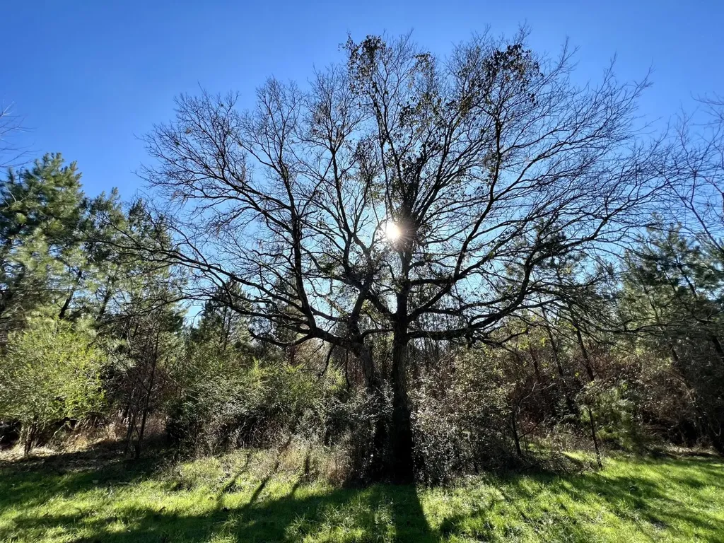 0 County Road 80 Tyler AL 36785