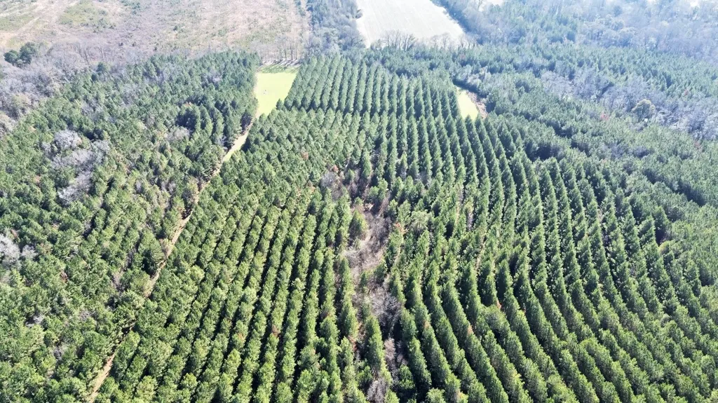 0 County Road 80 Tyler AL 36785