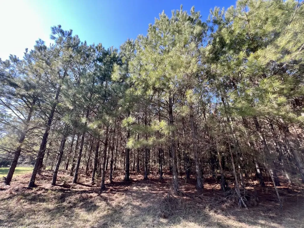 0 County Road 80 Tyler AL 36785