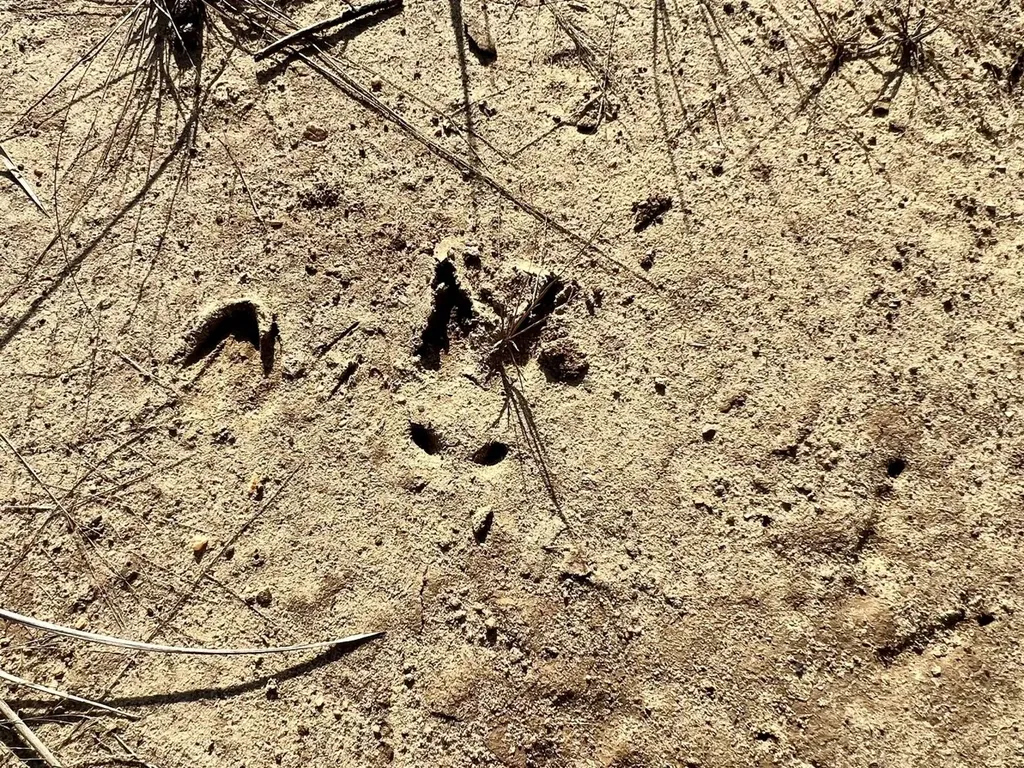 0 County Road 219 Summerfield AL 36701