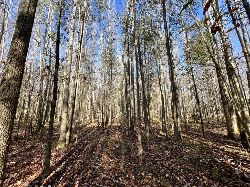 0 County Road 219 Summerfield AL 36701