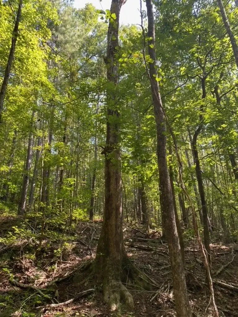 0 Wigdon Road Opelika AL 36801