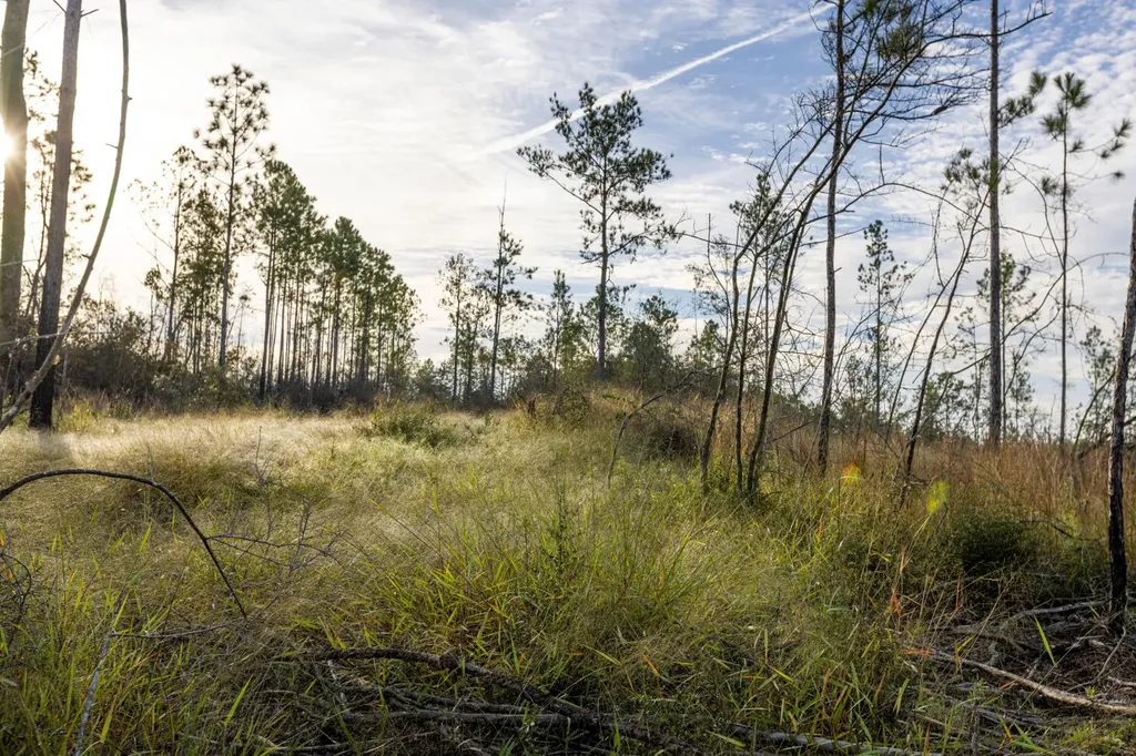 0 Whitehouse Fork Road Bay Minette AL 36507