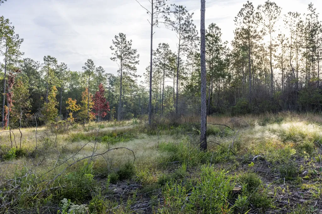 0 Whitehouse Fork Road Bay Minette AL 36507