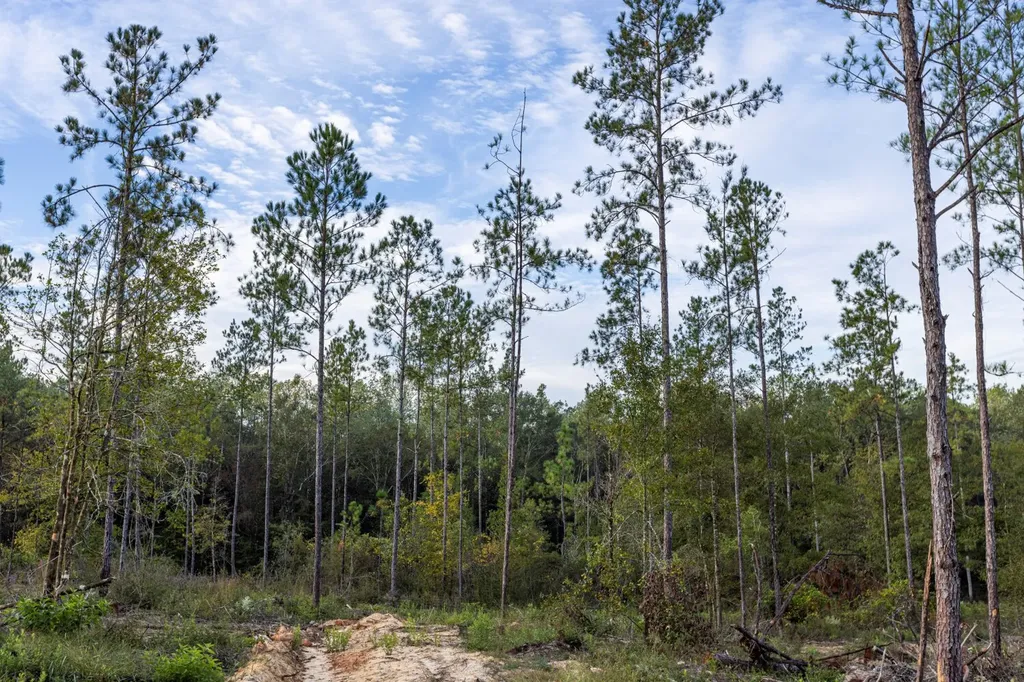 0 Whitehouse Fork Road Bay Minette AL 36507