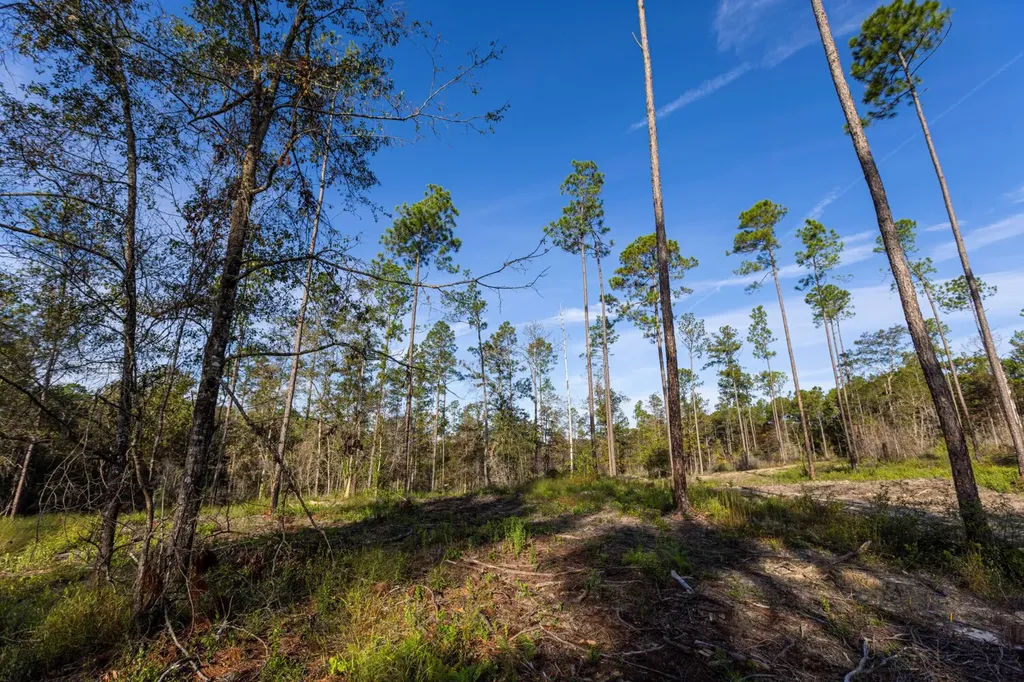 0 Whitehouse Fork Road Bay Minette AL 36507