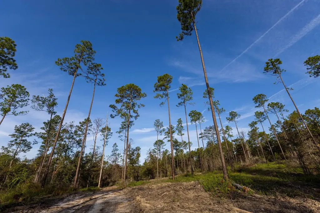 0 Whitehouse Fork Road Bay Minette AL 36507