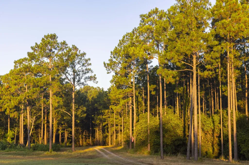 468 Oak Road Deer Park AL 36529