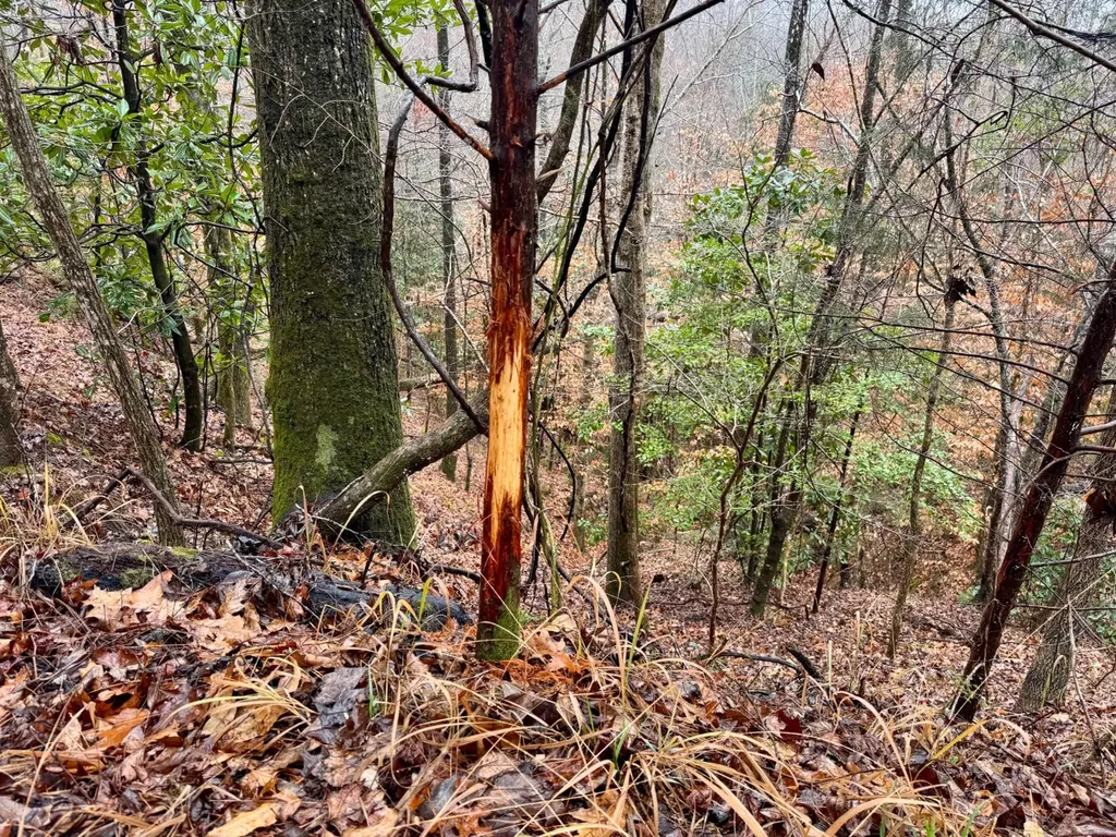 0 Pleasant Hill Road Thomasville AL 36784