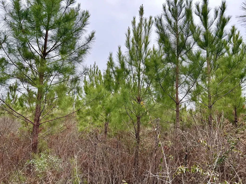 0 Shiloh Road Toxey AL 36904