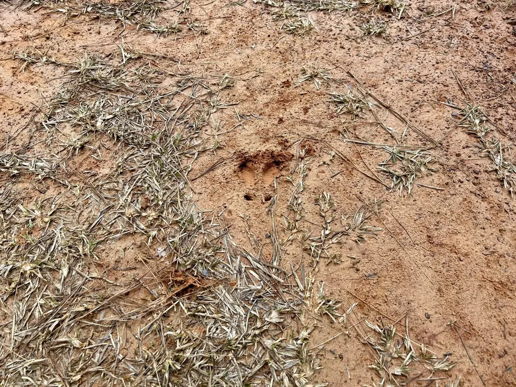 0 Shiloh Road Toxey AL 36904