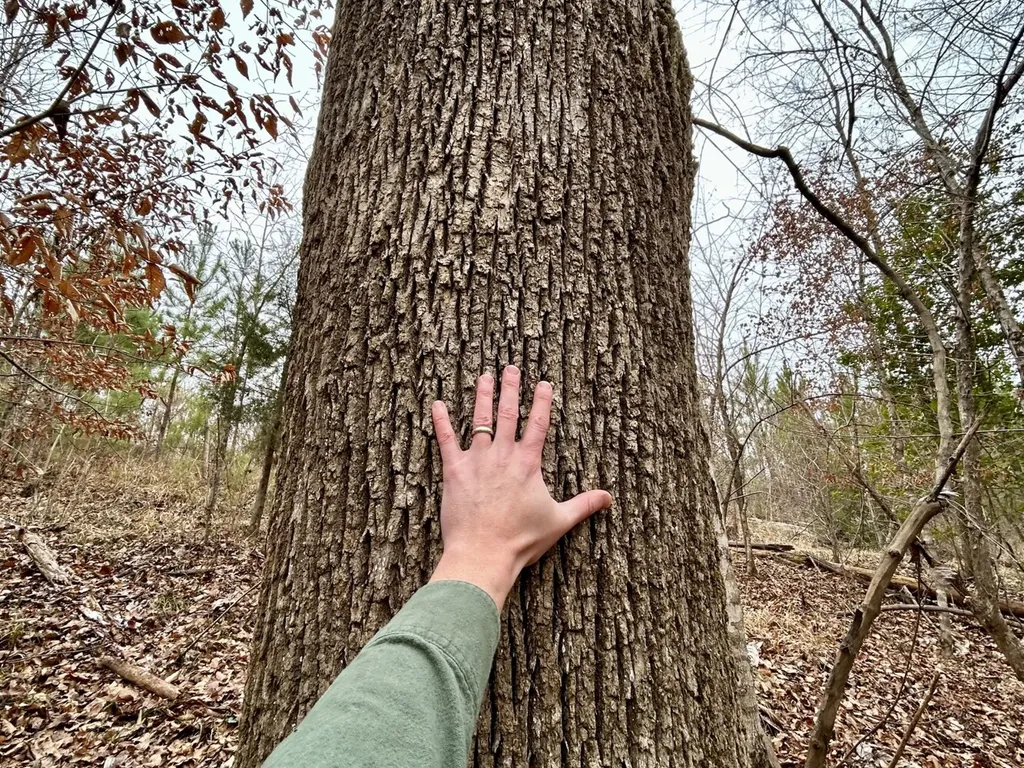 0 Shiloh Road Toxey AL 36904