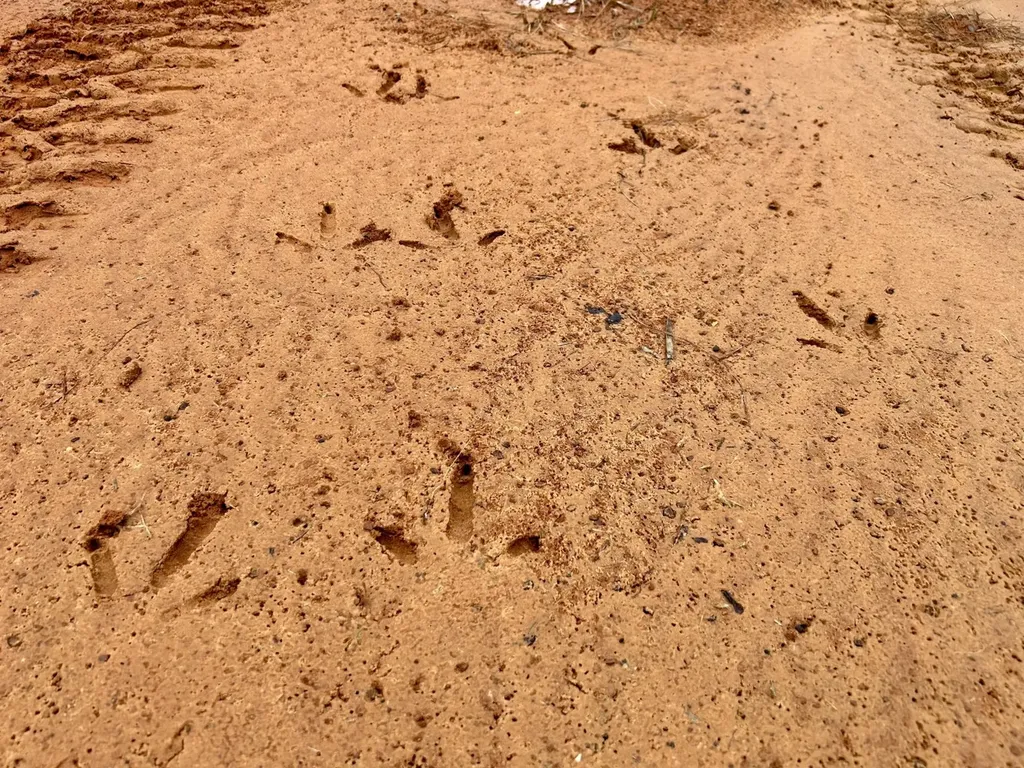 0 Shiloh Road Toxey AL 36904