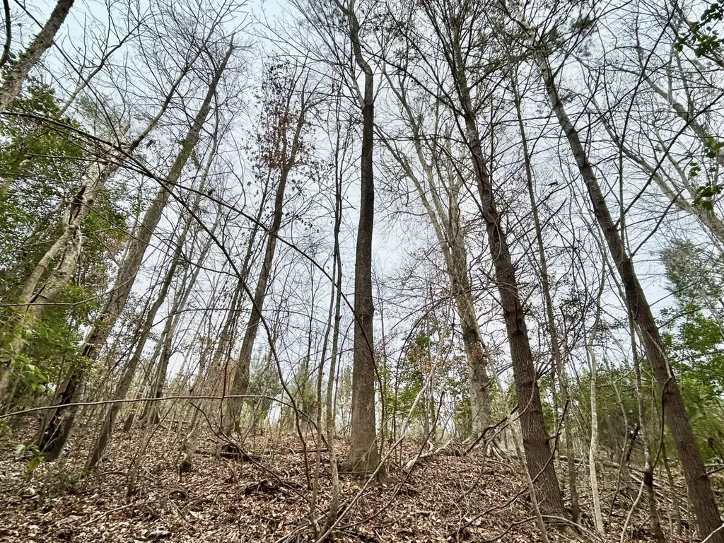 0 Shiloh Road Toxey AL 36904