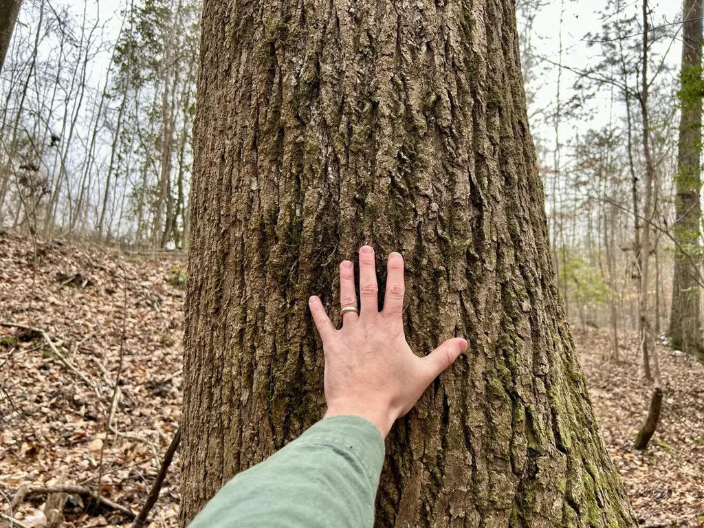 0 Shiloh Road Toxey AL 36904