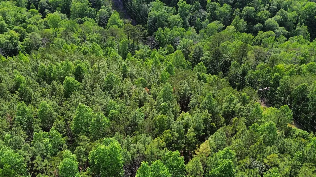 O Highway 17 Butler AL 36904