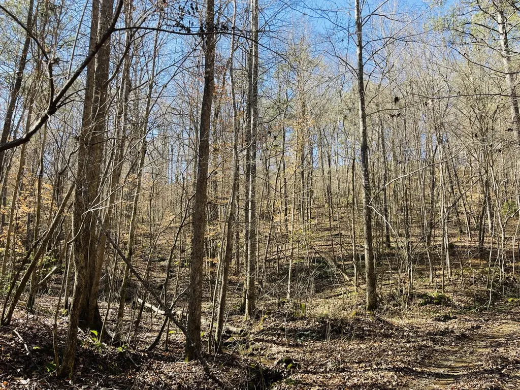 0 Tutweiler Road Oakman AL 35579