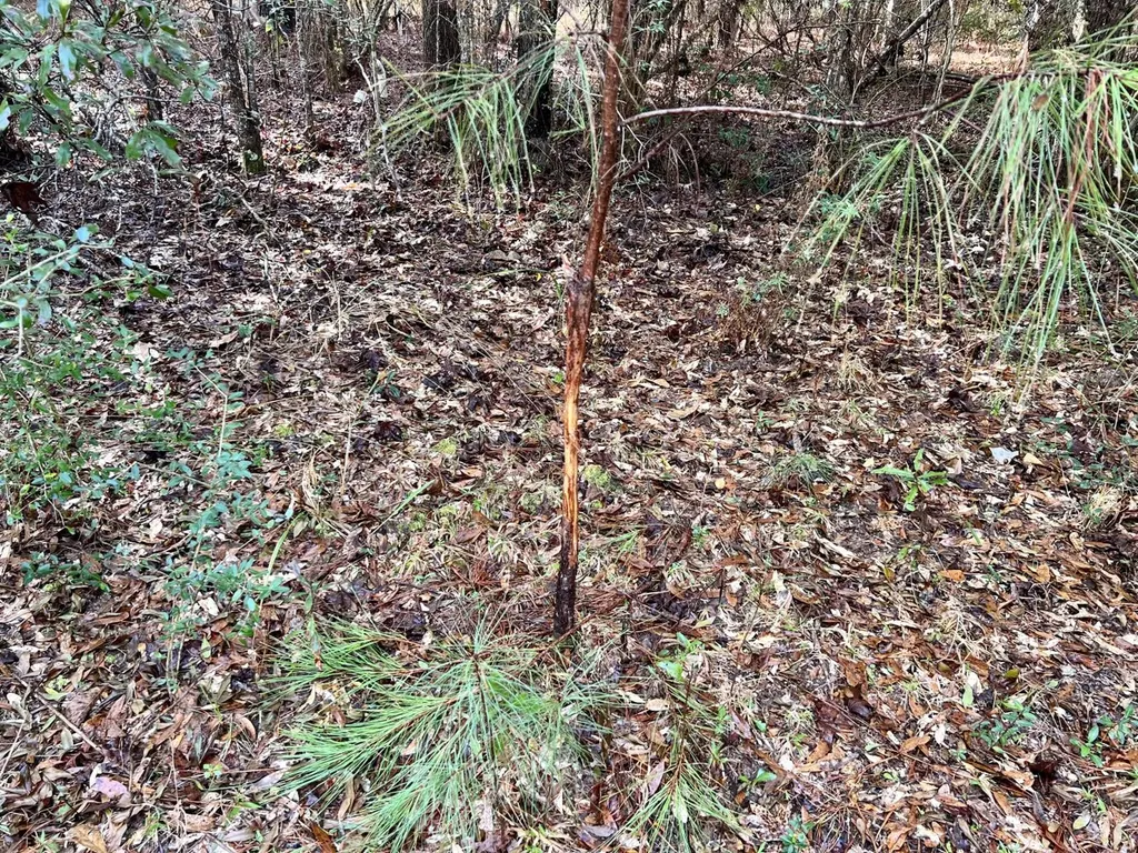 0 Roberts Road Chunchula AL 36521