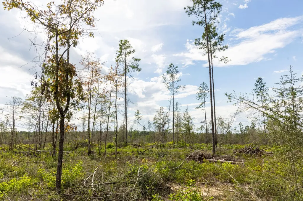 0 Whitehouse Fork Road Bay Minette AL 36507