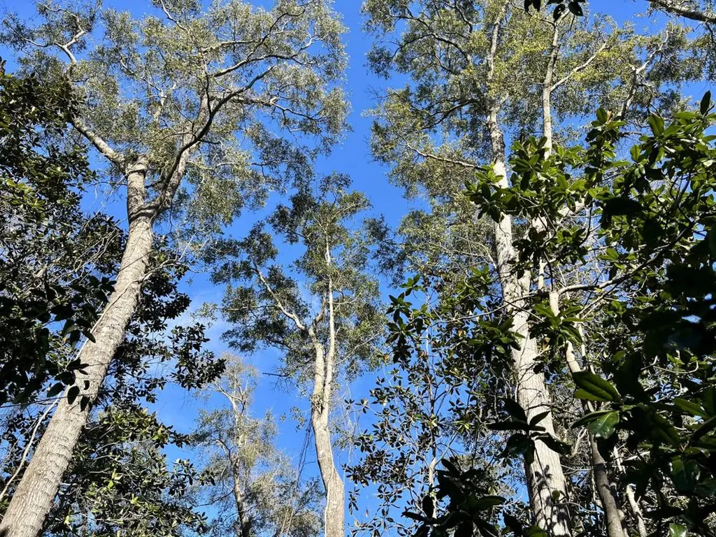 7940 Lebaron Avenue Citronelle AL 36522