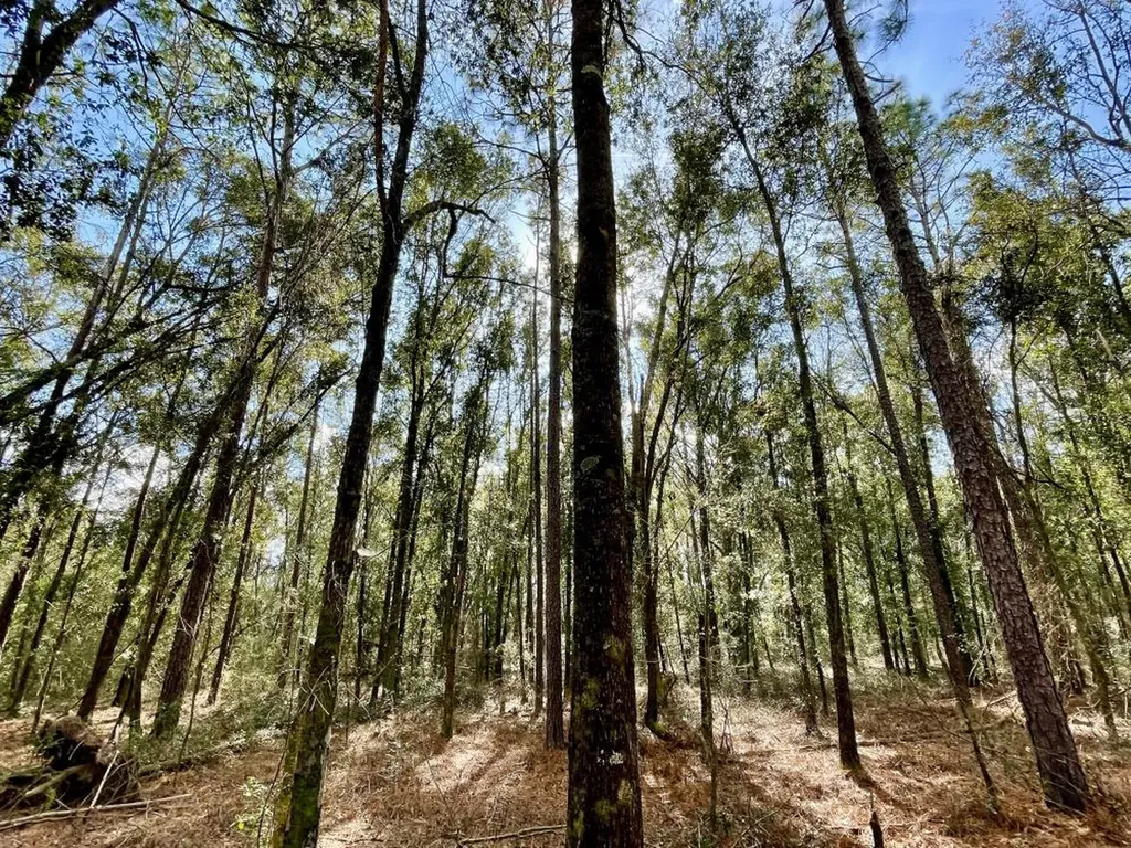 0 Cr 64 Daphne AL 36551