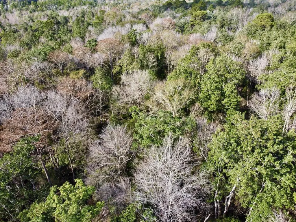 0 Cr 64 Daphne AL 36551