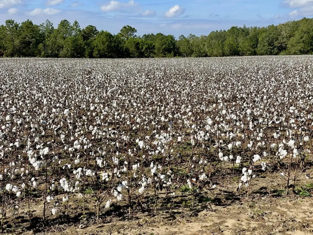 0 Cr 64 Daphne AL 36551