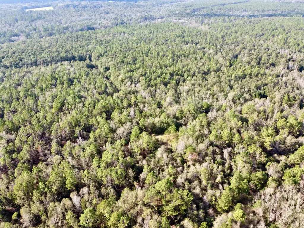 0 Cr 64 Daphne AL 36551