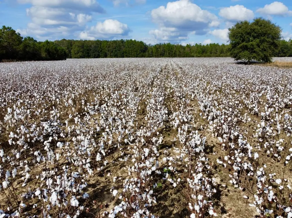 0 Cr 64 Daphne AL 36551