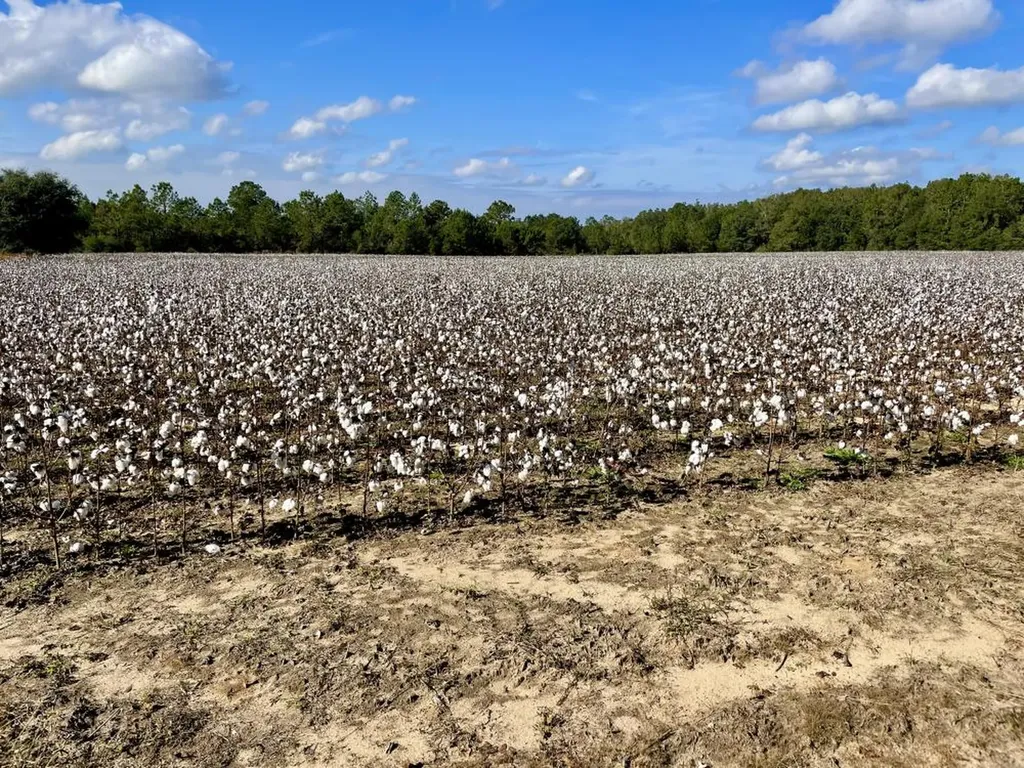 0 Cr 64 Daphne AL 36551