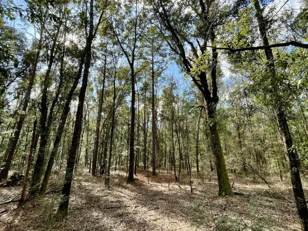 0 Cr 64 Daphne AL 36551