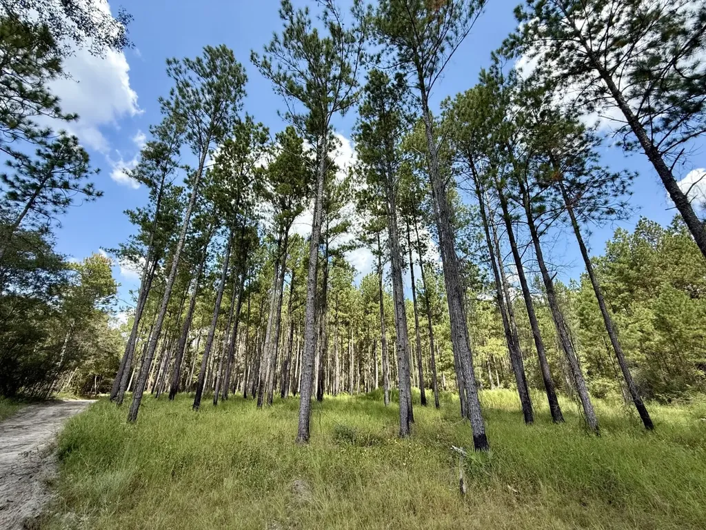 0 County Road 64 Robertsdale AL 36507