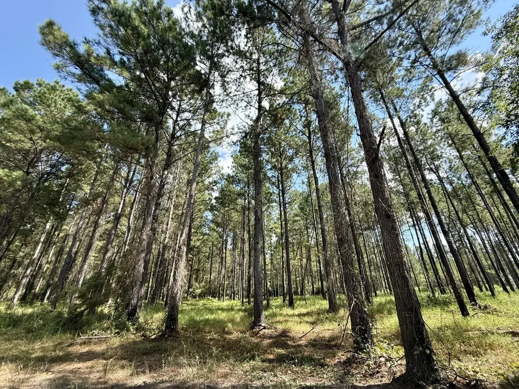 0 County Road 64 Robertsdale AL 36507