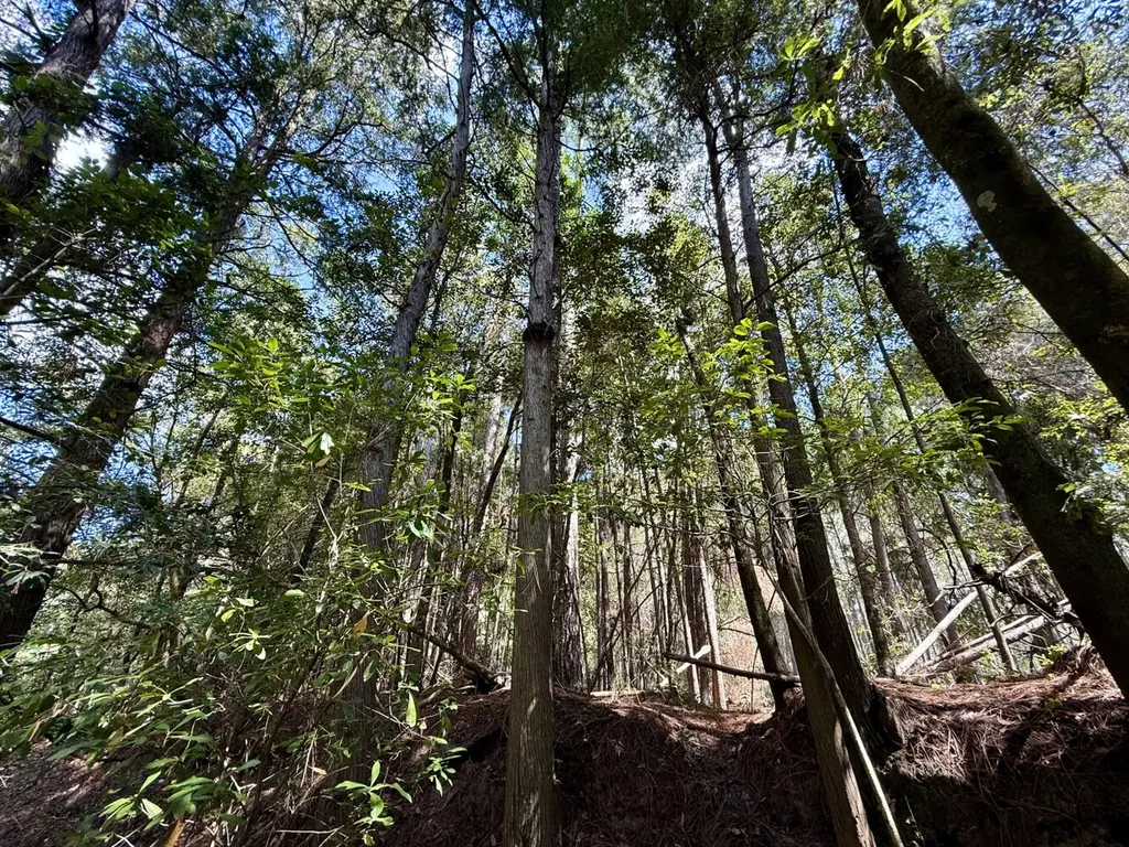 0 County Road 64 Robertsdale AL 36507